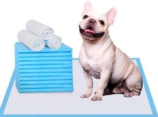 French Bulldog Puppies ready for families in Houston, Austin, Dallas, and San Antonio Texas.