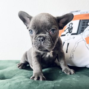 french bulldog grey