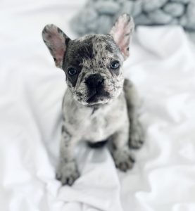 French Bulldog Puppies For Sale in Texas