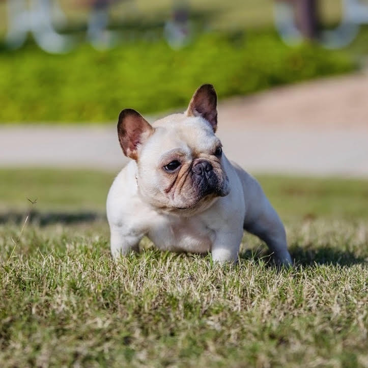 French Bulldog Studs, Royal Summit Frenchies