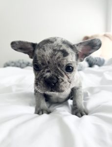 French Bulldog puppies for sale and price in houston texas 