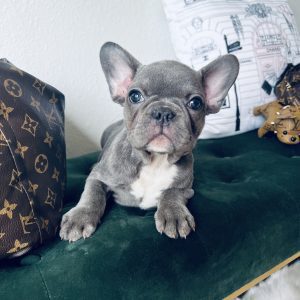 French Bulldogs Texas: The Cutest French Bulldogs in all of Texas