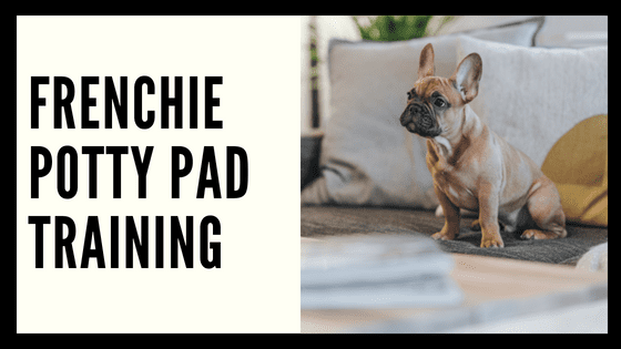 Potty Pad Training Your French Bulldog