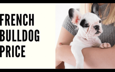 French Bulldog Price