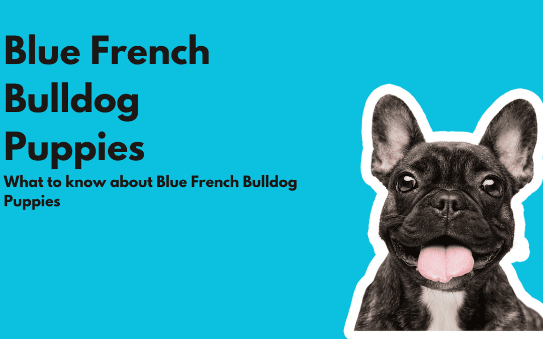Blue French Bulldog Puppies
