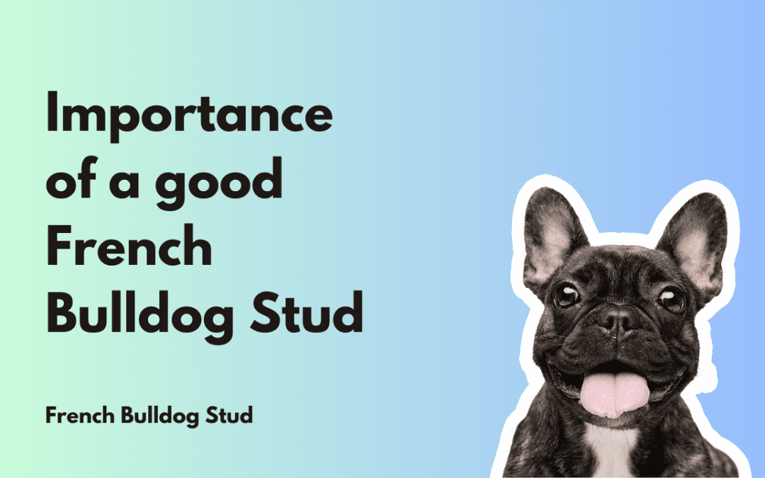 Importance of a Good French Bulldog Stud