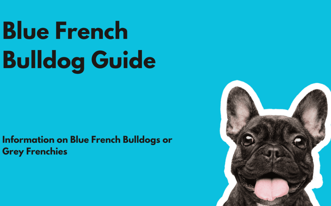 Blue French Bulldog Guide