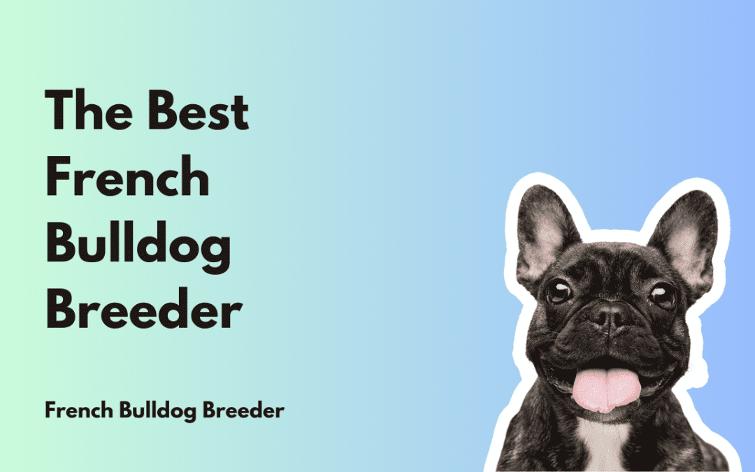Best French Bulldog Breeder