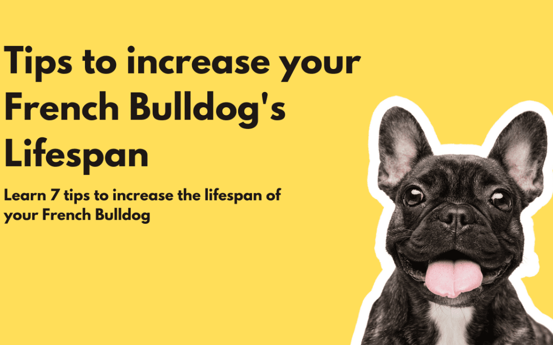 7 simple tips to increase your Frenchie’s lifespan