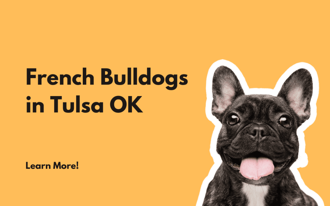 Exploring the Pros and Cons of Owning a Blue French Bulldog in Tulsa, Oklahoma