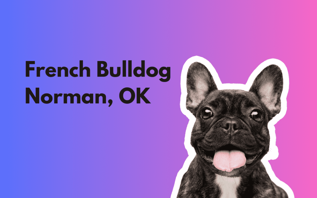 Merle French Bulldogs in Norman, Oklahoma: Combining Unique Coat Colors with Sooner Spirit
