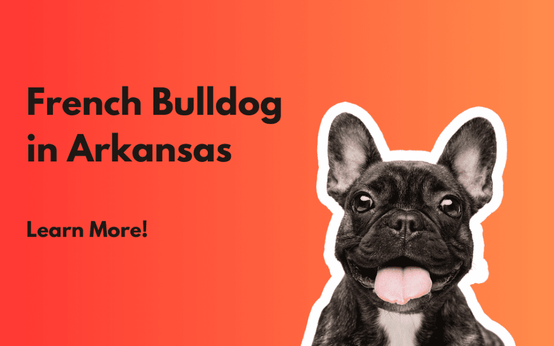 10 Reasons to Get a Blue French Bulldog Puppy in Little Rock