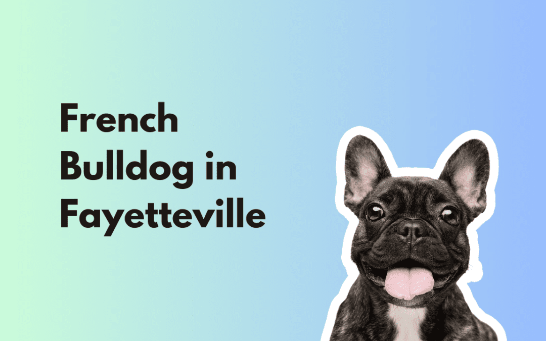 Training a French Bulldog Puppy in Fayetteville, Arkansas: Building a Well-Behaved and Happy Companion