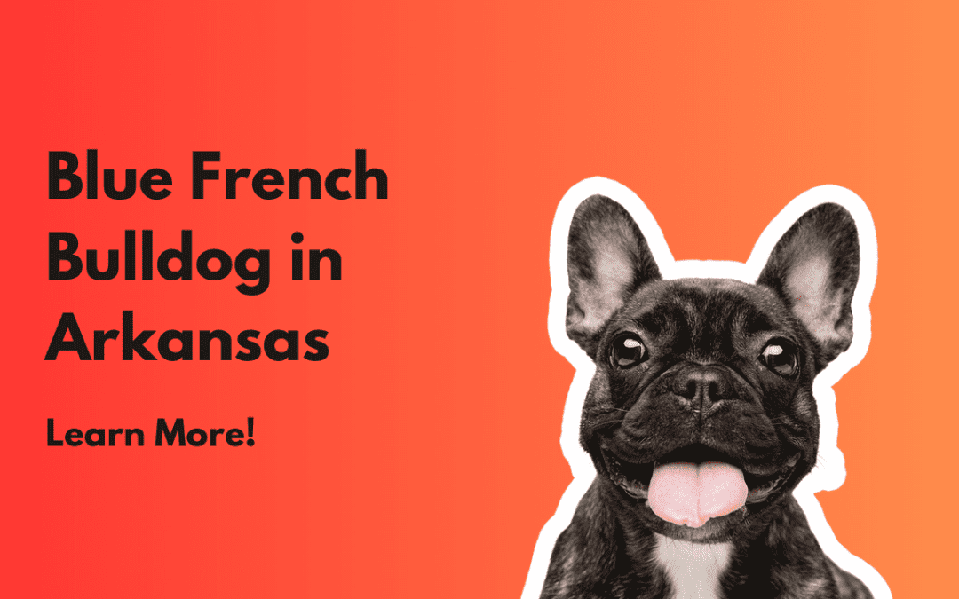 Blue French Bulldog in Fort Smith, Arkansas