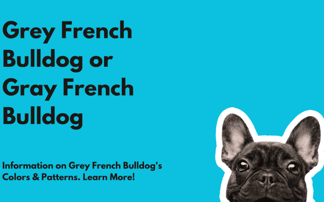 Grey French Bulldog or Gray French Bulldog Breed Information - French ...