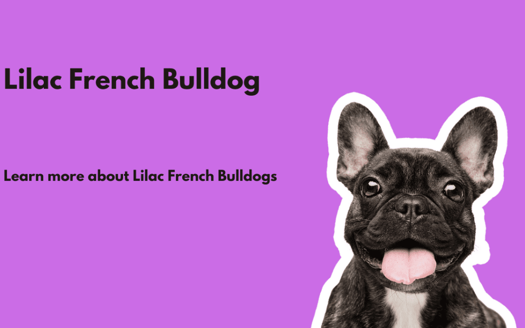 Lilac French Bulldog