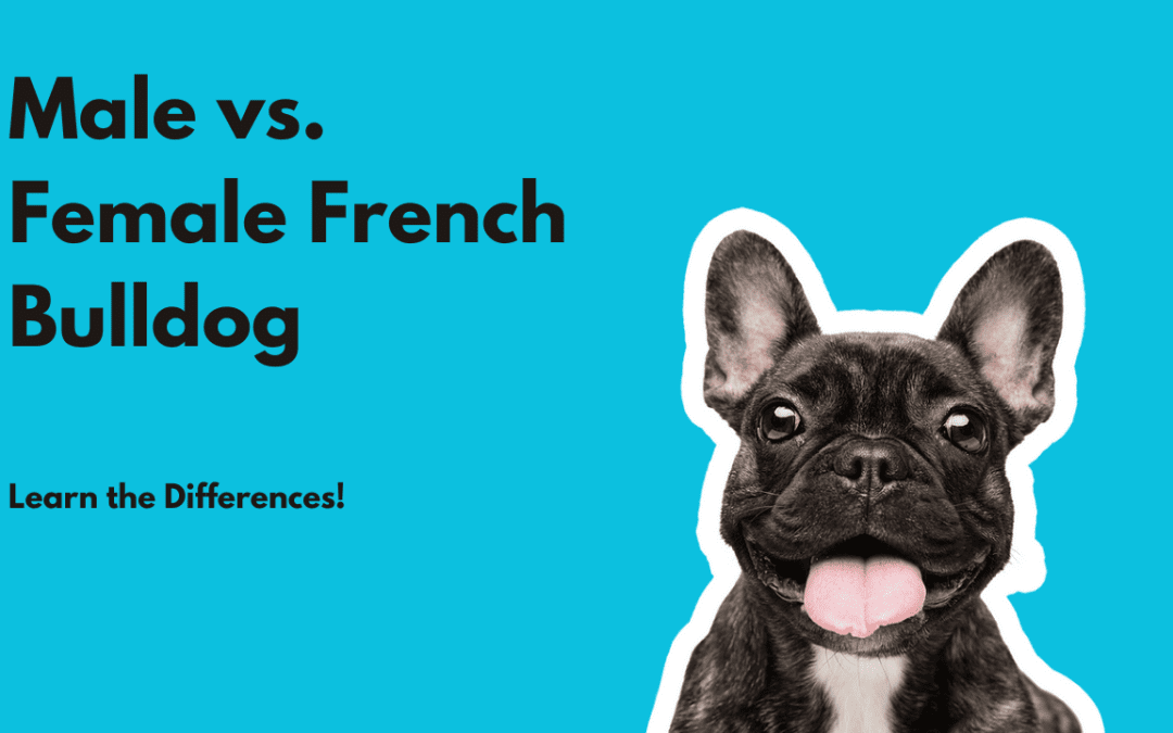 Male vs Female Frenchies: Who Makes a Better Pet & Key Differences