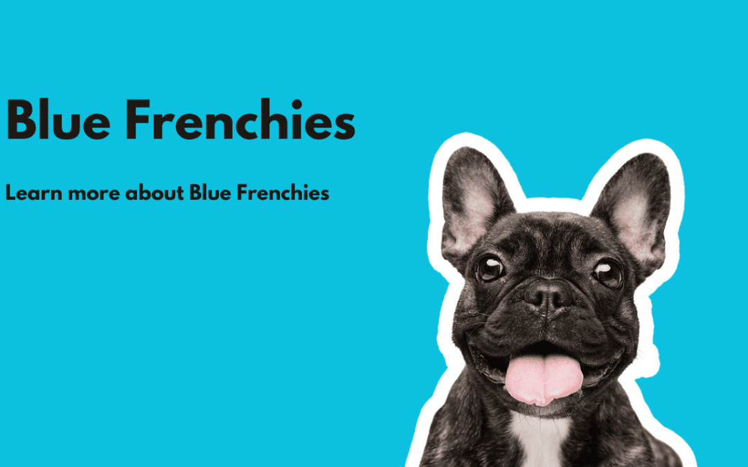 Blue Frenchies