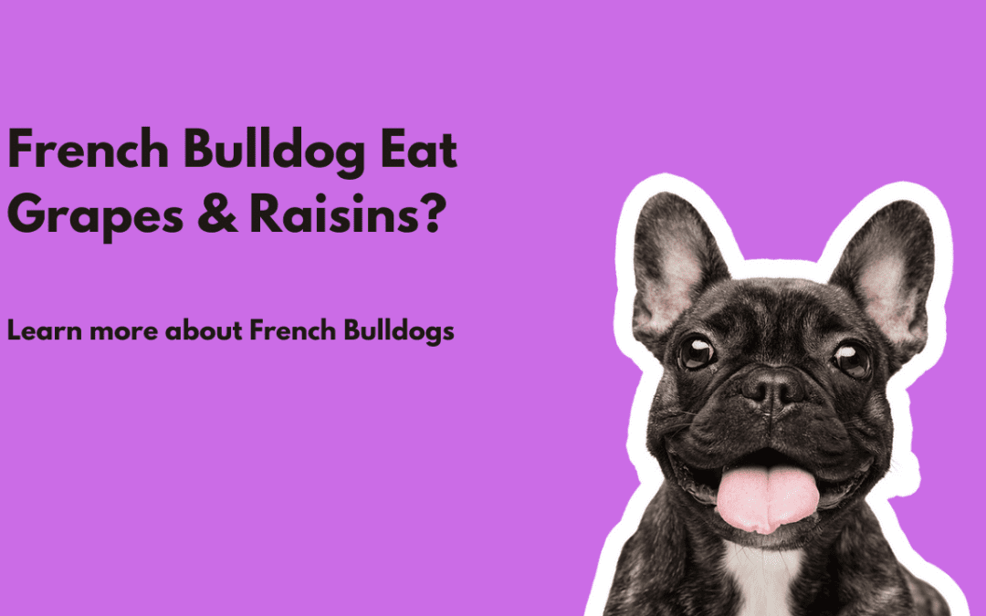 French Bulldogs Eat Grapes & Raisins?