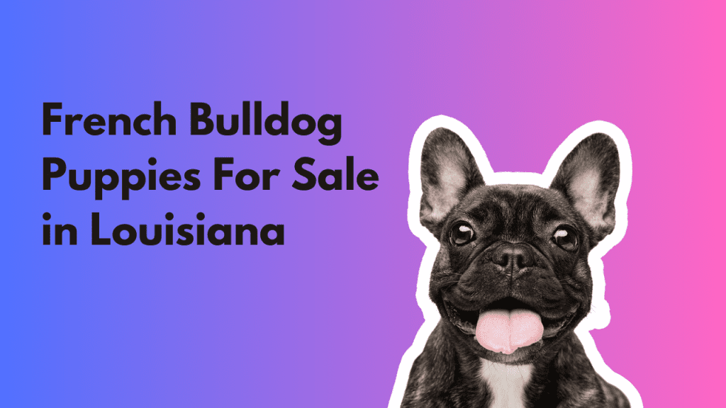 Pugs for sale sales louisiana