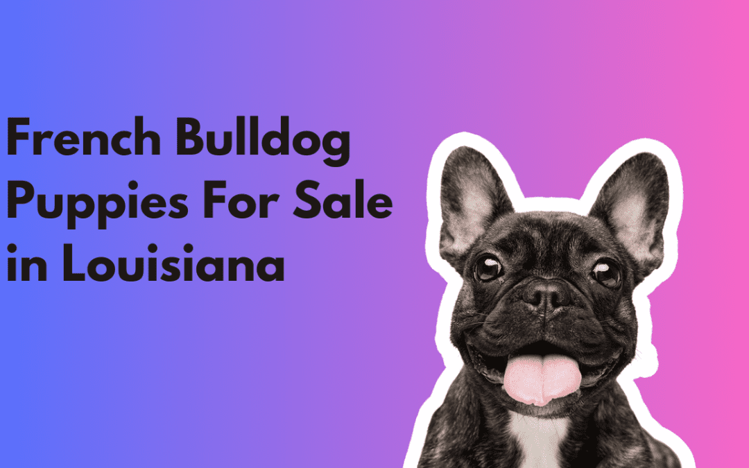 French Bulldog Puppies For Sale in New Orleans Louisiana