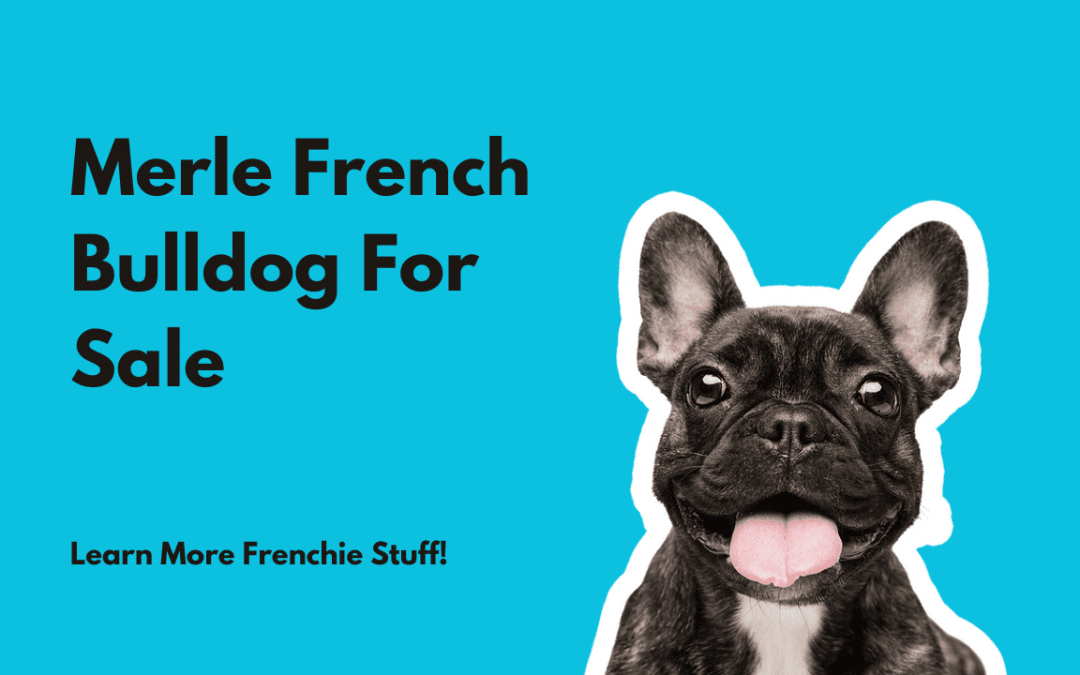 Merle French Bulldog For Sale in Texas