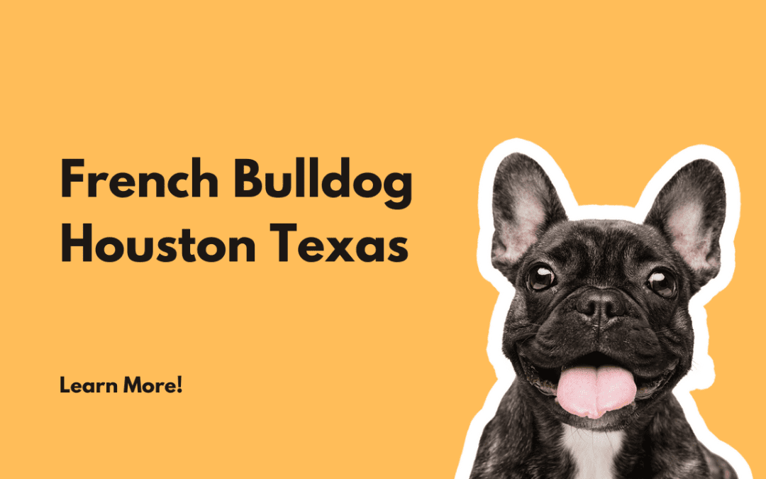 French Bulldog in Houston Texas