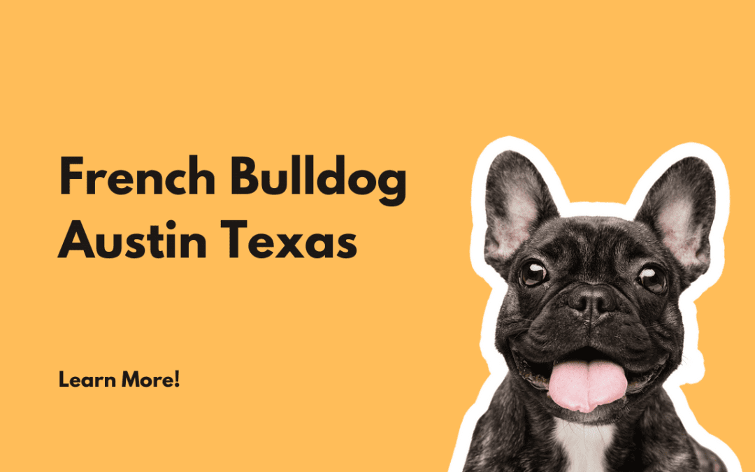 Austin store french bulldogs