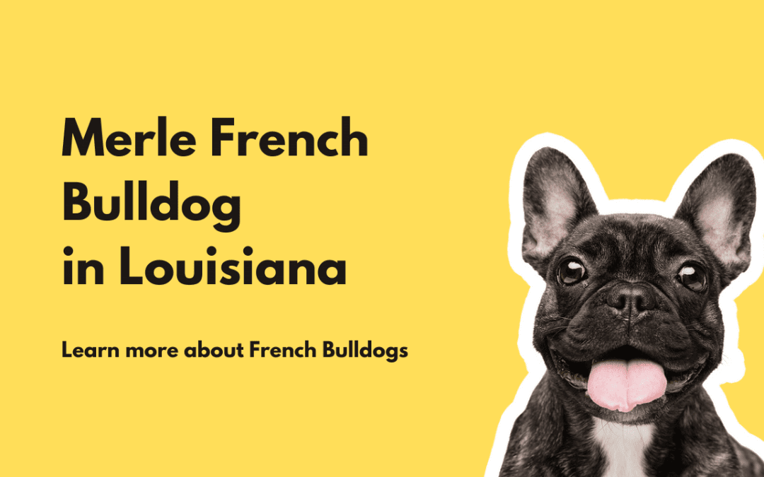 Merle French Bulldog Colors in Louisiana