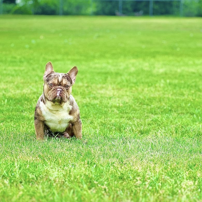 French Bulldog Studs, Royal Summit Frenchies