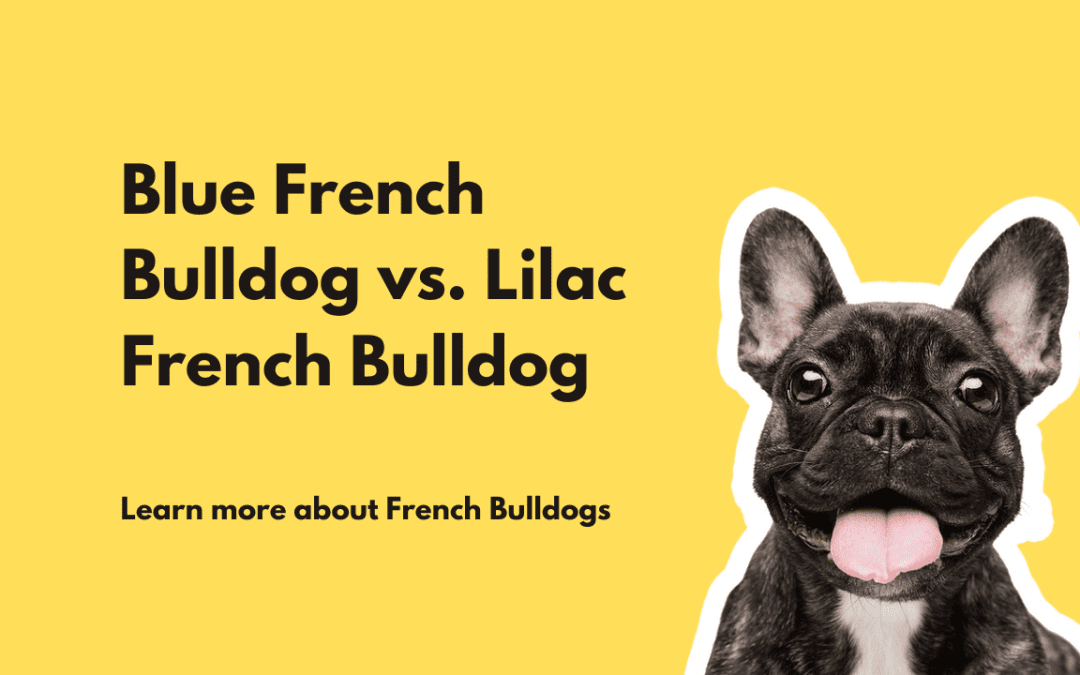 Blue French Bulldog vs. Lilac French Bulldog