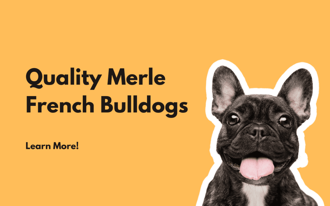 Quality Merle French Bulldogs