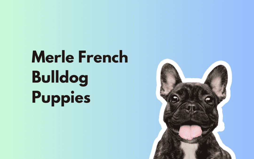 The Merle French Bulldog Puppy