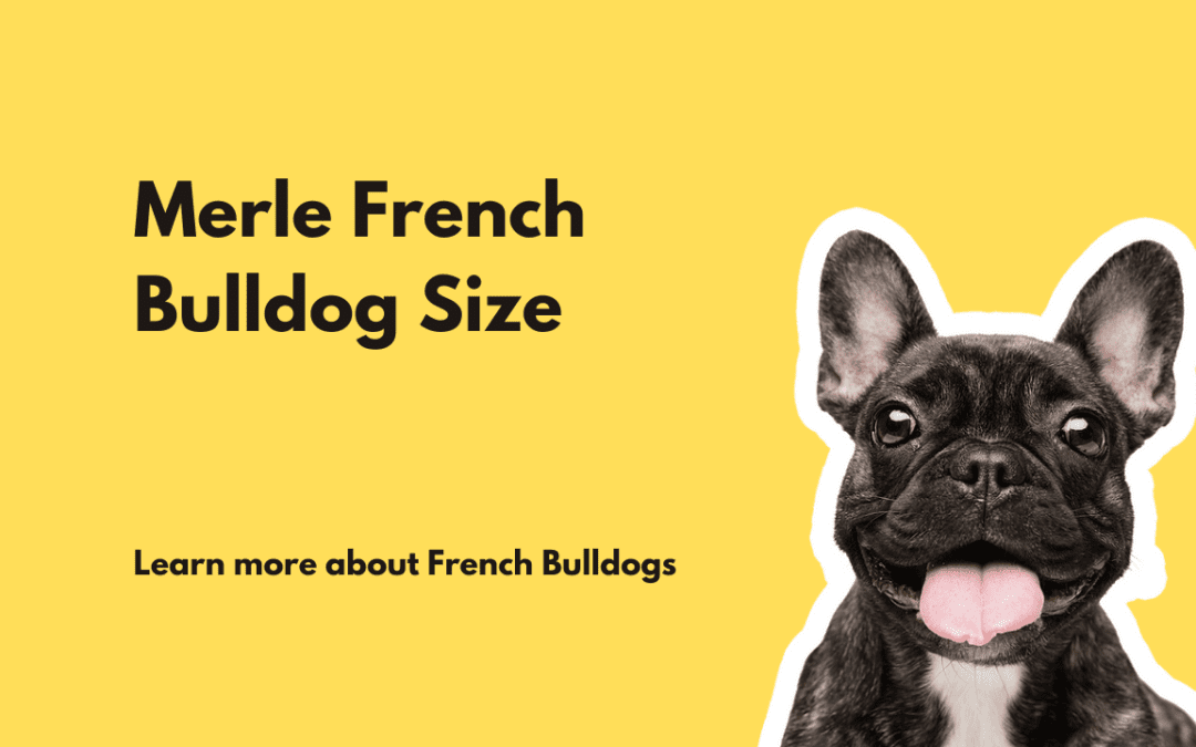 Unveiling the Size of Merle French Bulldogs: A Comprehensive Guide