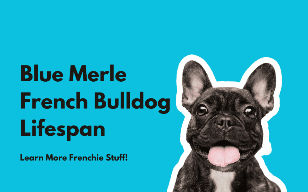 Lifespan of Blue Merle French Bulldogs