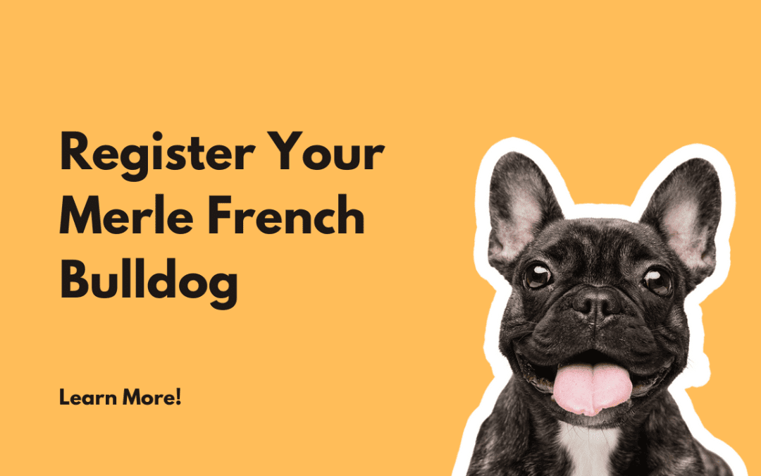 Can Merle French Bulldogs be Registered?
