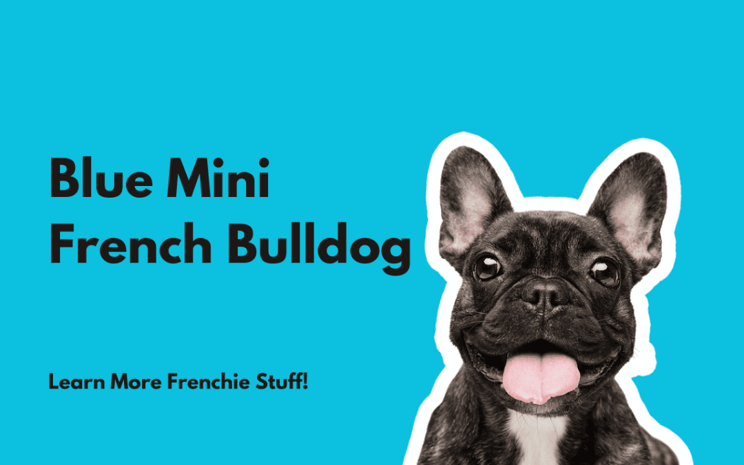 Blue Mini French Bulldog