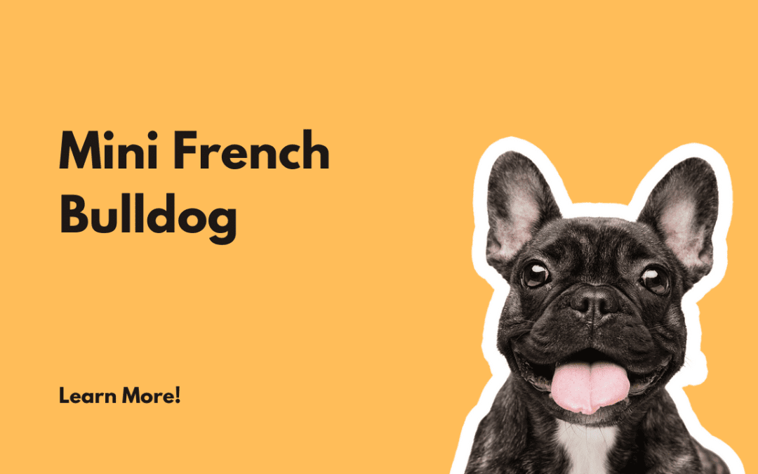Mini French Bulldog For Sale