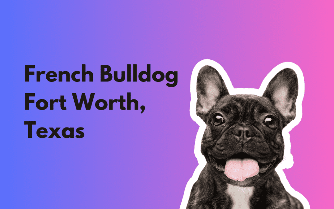 Finding the Perfect French Bulldog Puppy in Fort Worth, Texas