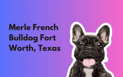 Merle French Bulldog Puppies: A Guide to Finding Your Perfect Companion in Fort Worth, Texas