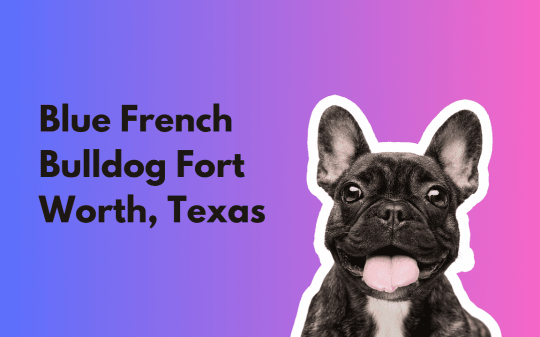 Why Blue French Bulldog Puppies are the Perfect Addition to Your Fort Worth, Texas Home
