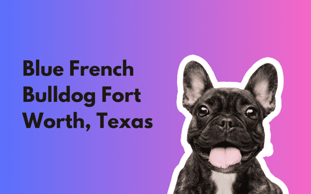 blue french bulldogs texas