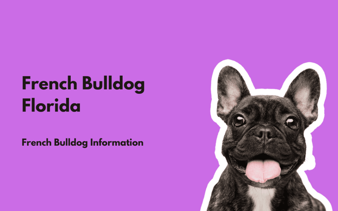 French Bulldog Florida