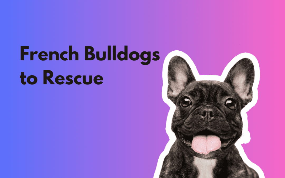 French Bulldogs to Rescue