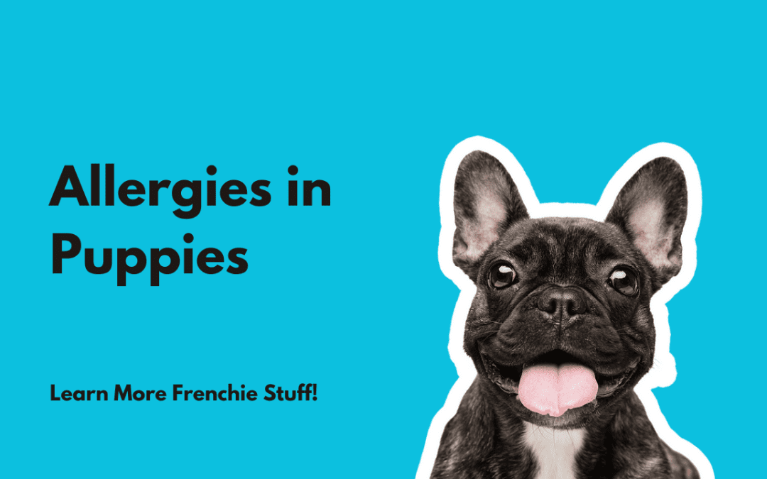 Allergies in Puppies