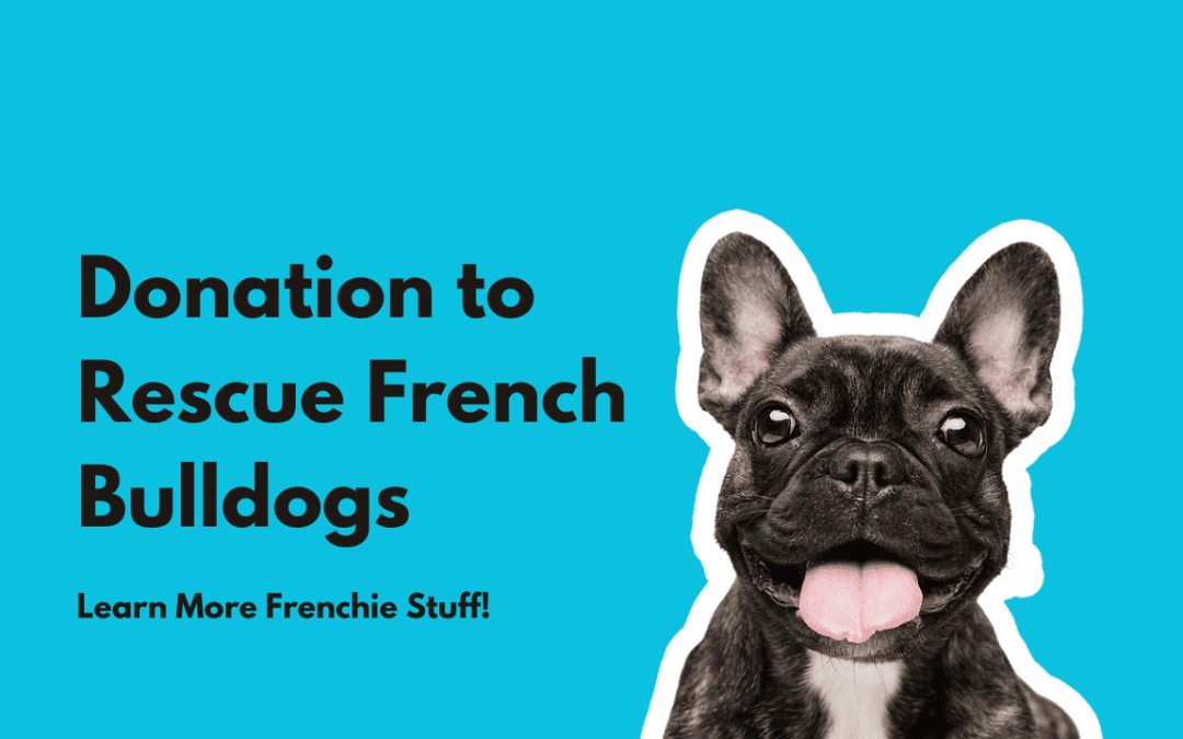 Weather Clima Donates to Rescue French Bulldog