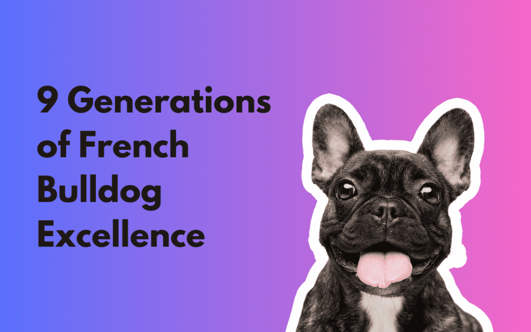 Unveiling the World’s Smallest French Bulldogs: Don Chino’s 9 Generations of Excellence