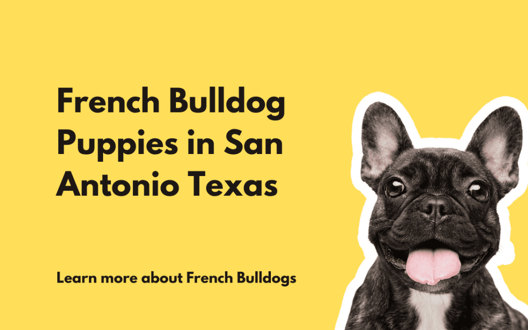 French Bulldog Puppies For Sale in San Antonio Texas