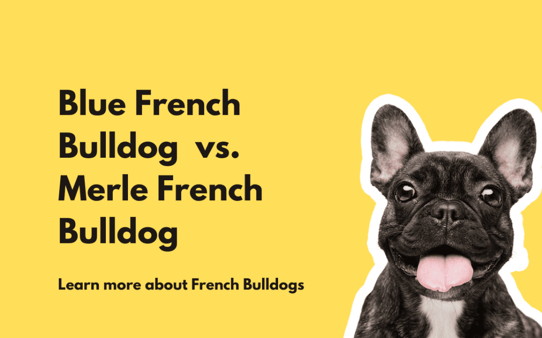 Blue French Bulldog vs. Merle French Bulldog in Dallas Texas