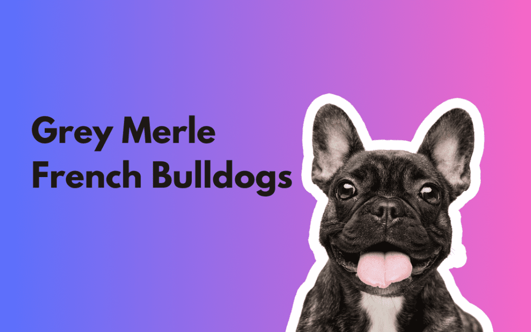 Grey Merle French Bulldog